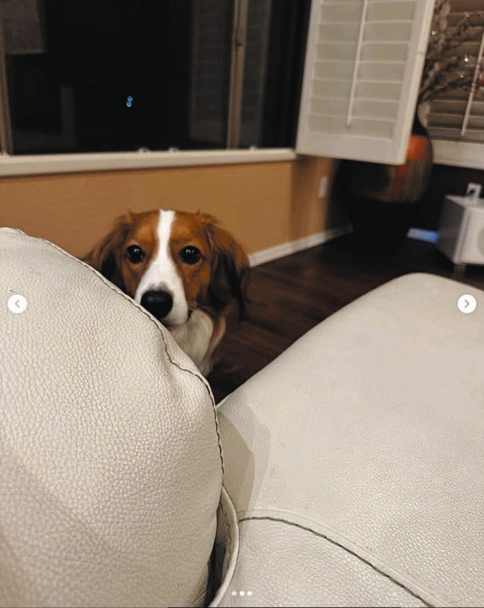 ◇だるまさんがころんだ的？…だんだん大谷に近づくデコピン【写真複数