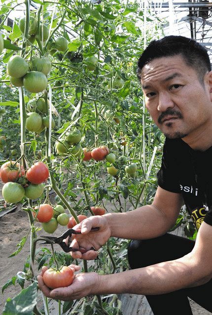 食卓ものがたり トマト 埼玉県桶川市 中日新聞web