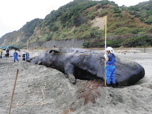 豊橋で１４日から「海獣」企画展 漂着のマッコウクジラの骨格標本も