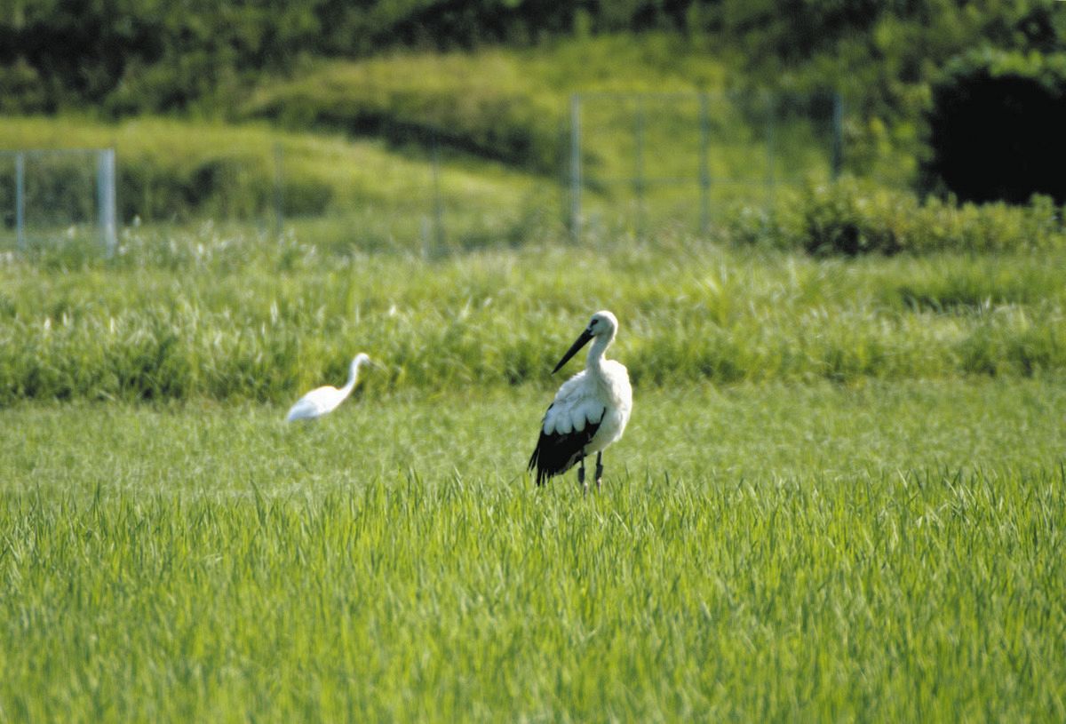 目撃した写真愛好家「感動した！」 三重県伊賀市の田んぼにコウノトリ