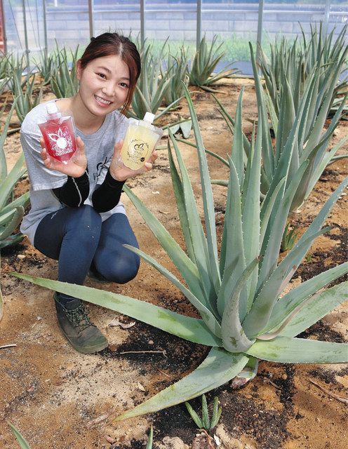 美容と健康に食用アロエを 坂井の近藤さん ゼリー商品も開発 中日新聞web