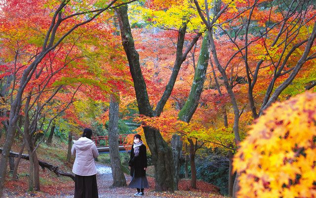 赤や青 色とりどりのもみじ谷 四日市 中日新聞web