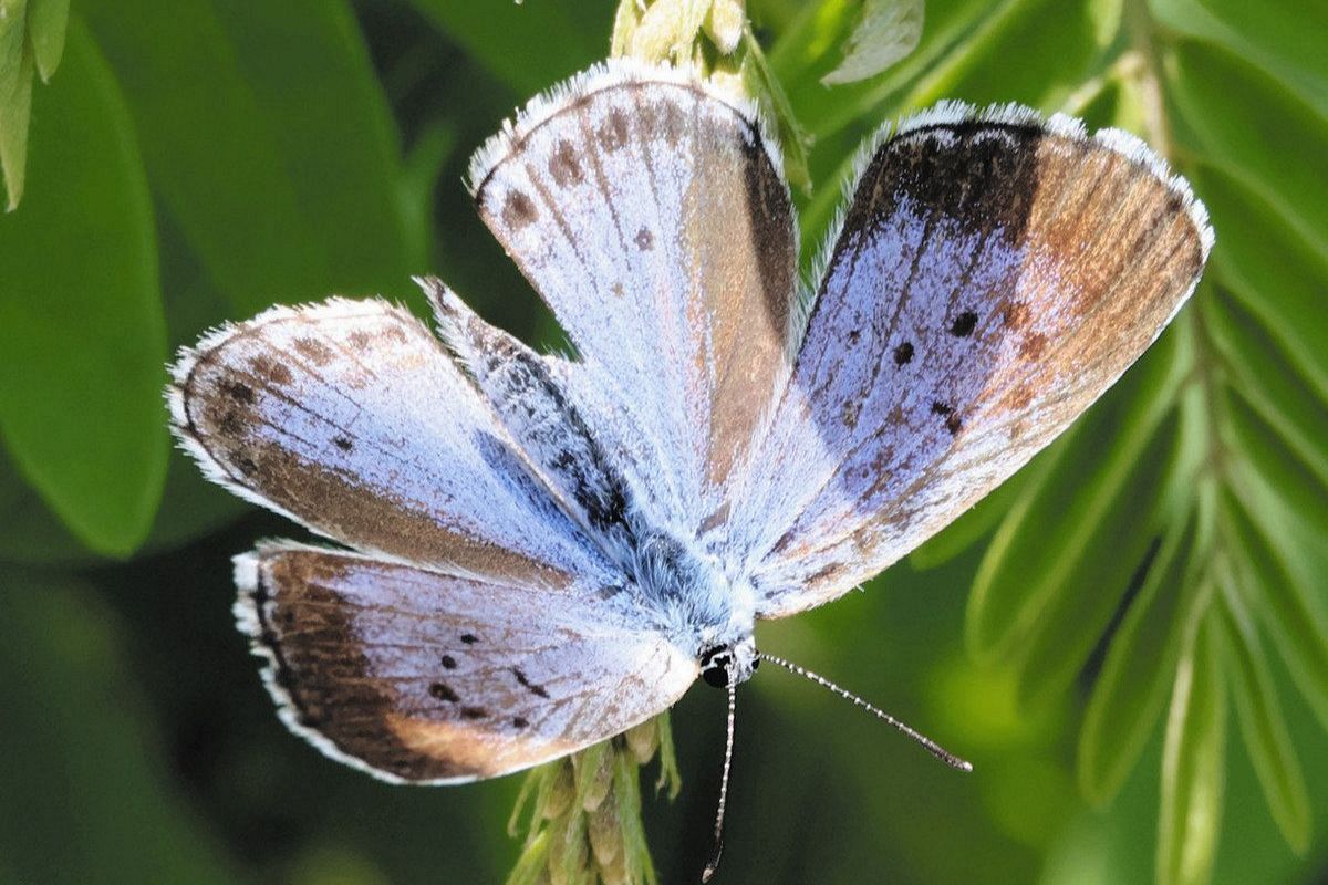 瑠璃色の羽がはためく日を夢見て 崖っぷちのオオルリシジミ、民間企業