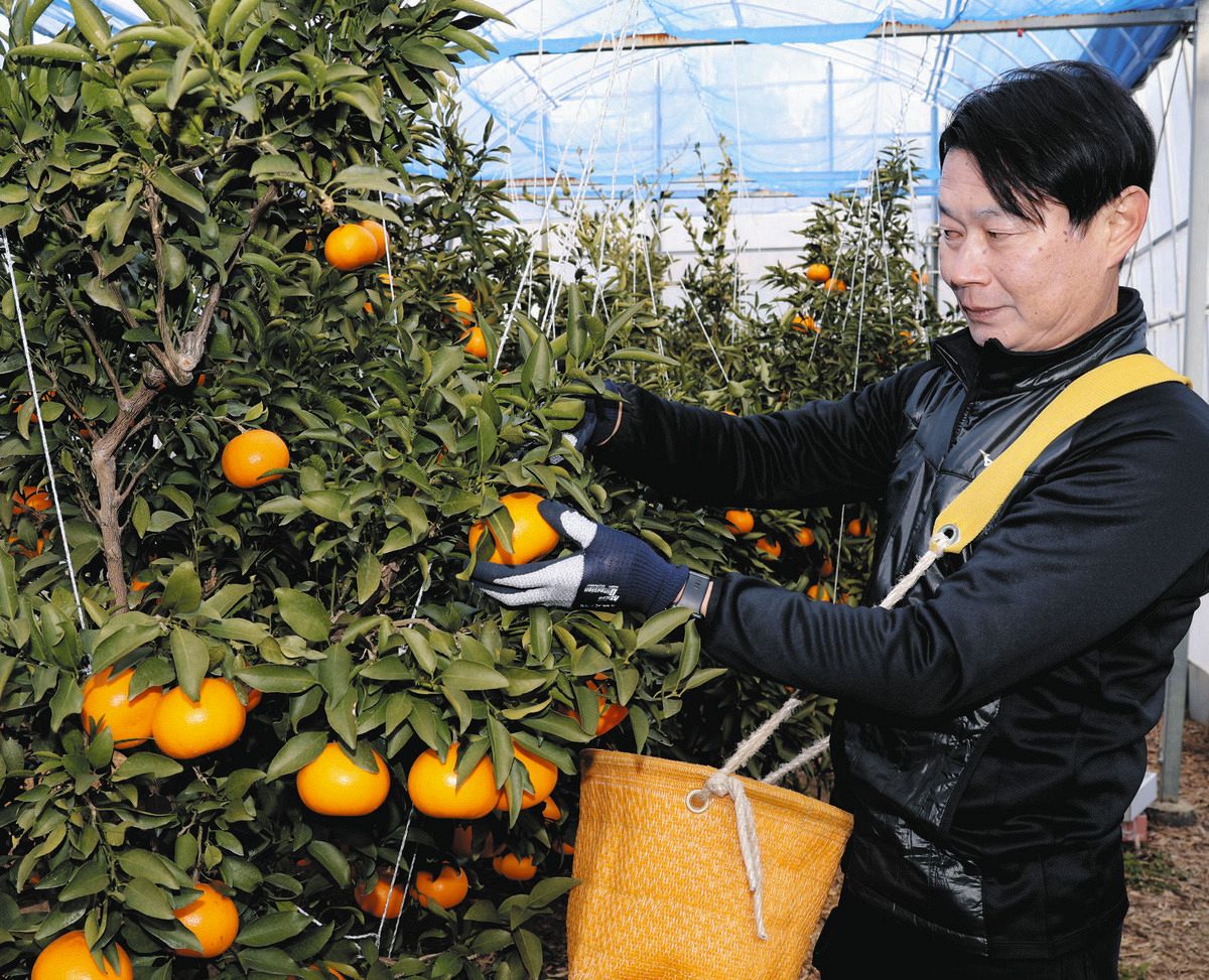 甘みが強くさわやかな果汁 愛知県蒲郡市で高級みかん「せとか」の出荷
