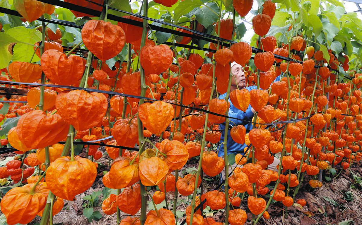 ホオズキ、鮮やなオレンジ色 新盆を前に浜松・引佐で出荷ピーク：中日