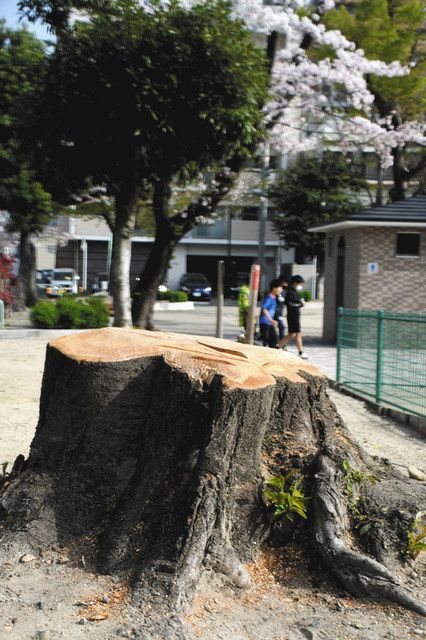 ユースク 満開の桜 なぜ伐採 名古屋 西区の公園 中日新聞web ユースク 満開の桜 なぜ伐採 名古屋 西区の公園 中日新聞web