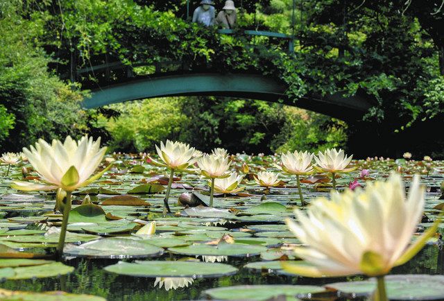 絵画のようなスイレン1000株見頃 津・レッドヒルヒーサーの森：中