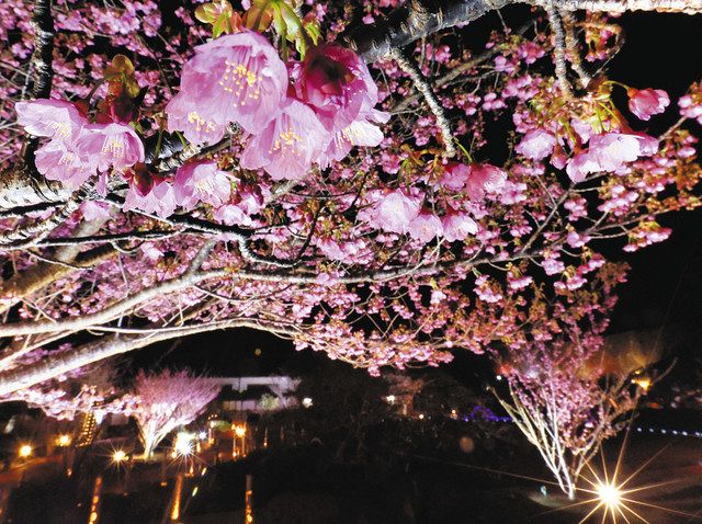 土肥桜、春の色照らす ライトアップ「花の道」開放：中日新聞しずおかWeb