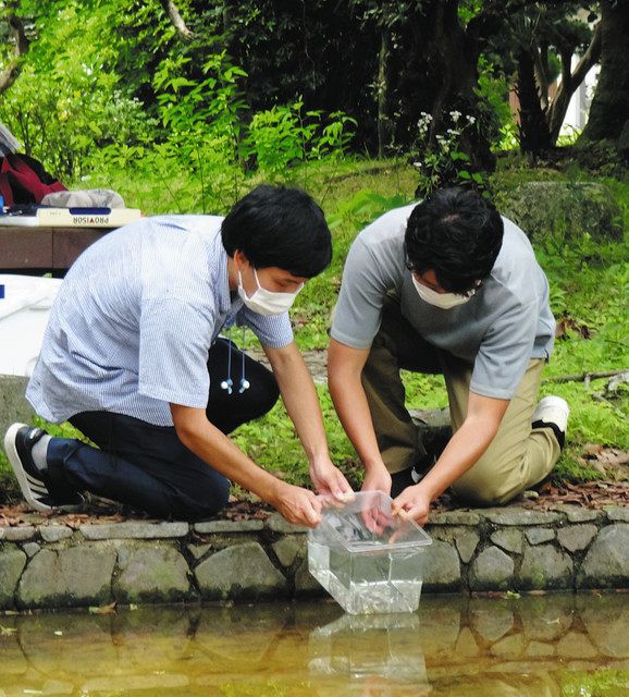 絶滅危惧の 三重大メダカ 放流 ｃｆで補修の池で保全へ 中日新聞web