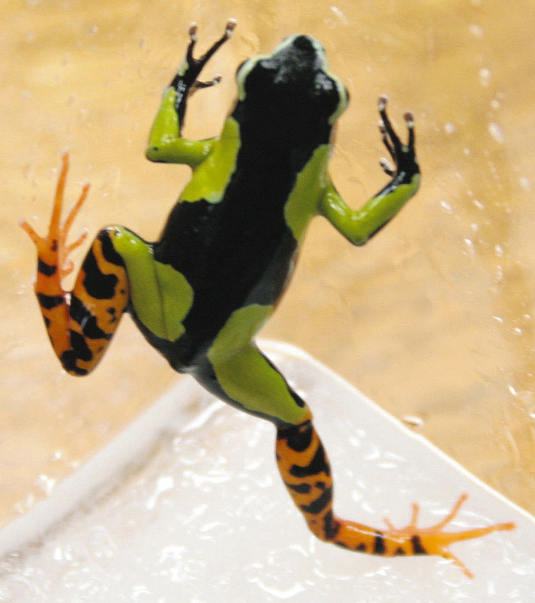 写真多数】集まれカエラー！国内外の珍種が大集合 長野県安曇野市で