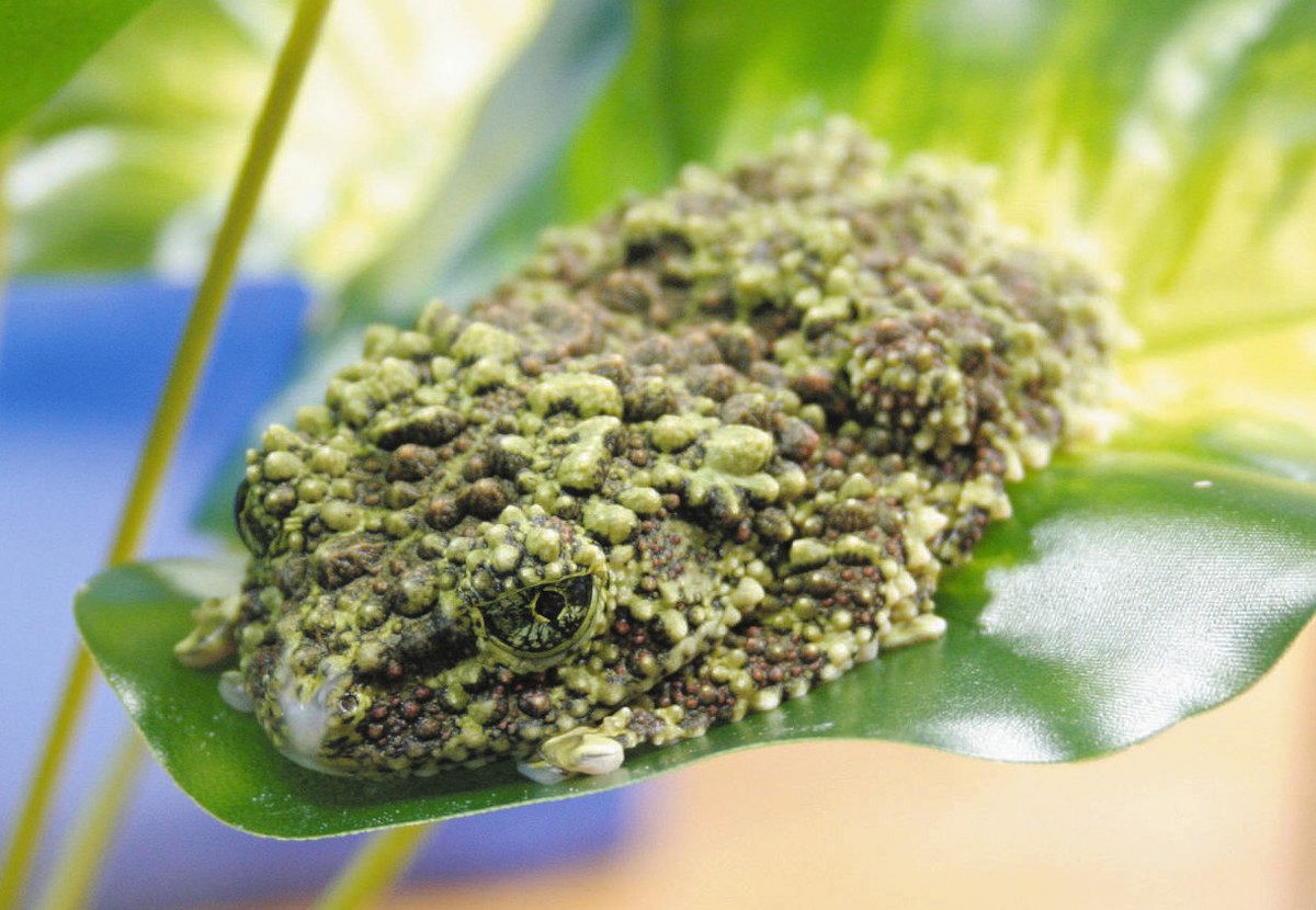 写真多数】集まれカエラー！国内外の珍種が大集合 長野県安曇野市で
