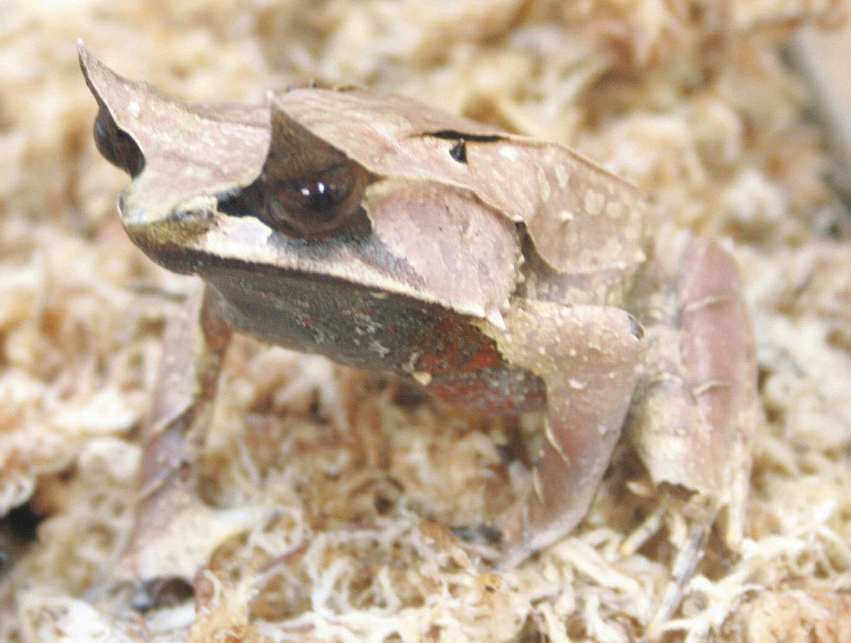 写真多数】集まれカエラー！国内外の珍種が大集合 長野県安曇野市で