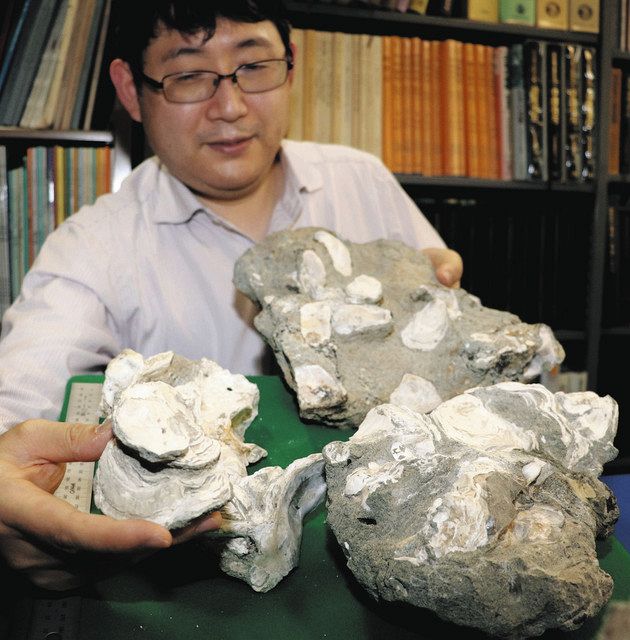 新生代、瑞浪は海だった？ 市化石博物館、カキ化石の密集層発見：中日