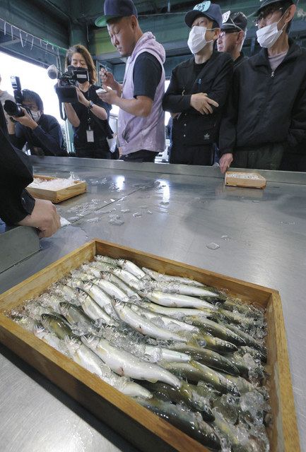 長良川に初夏の訪れ告げる アユ漁解禁、市場で初競りも：中日新聞Web