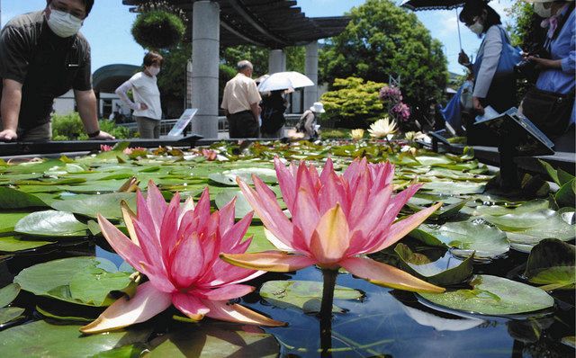 草津でスイレン展 色や香りで心を癒やして 中日新聞web