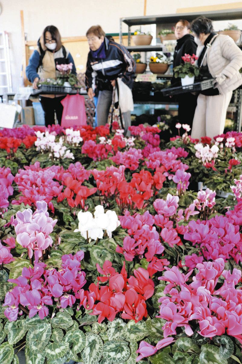 シクラメンなど生徒が栽培した花を買い求める人たち＝北方町の岐阜農林高で
