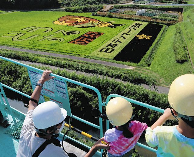 2500平方メートル、安城の農業PR 田んぼアートの鑑賞会