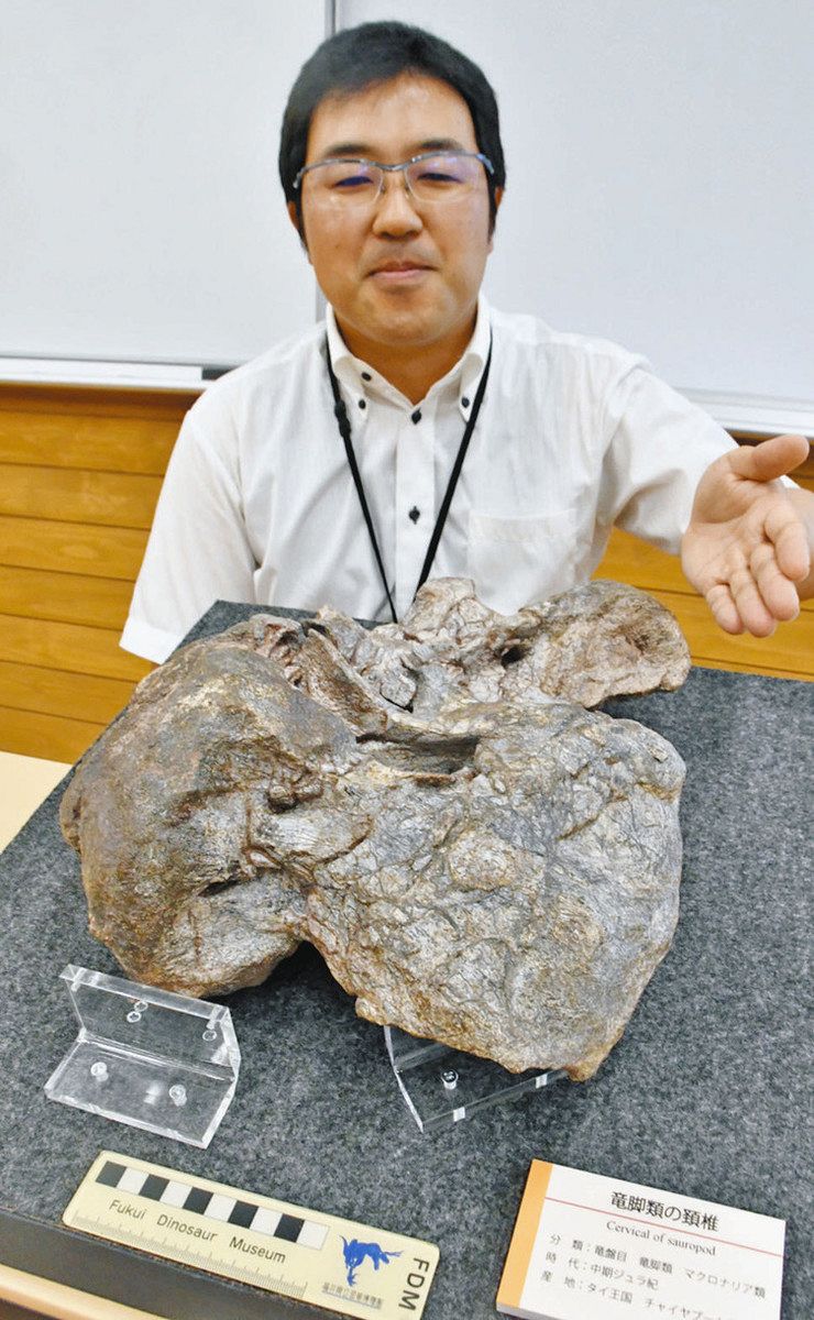漢陽大学校博物館 収蔵 遺物選 恐竜博物館研究、タイで発見の竜脚類化石 アジア最古級と判明