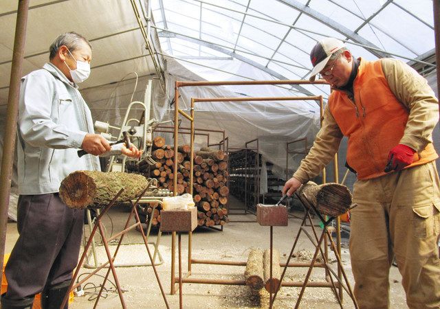 師匠の六田さん（左）から助言を受けながらシイタケの菌打ち作業をする稲垣さん＝氷見市仏生寺地区で 