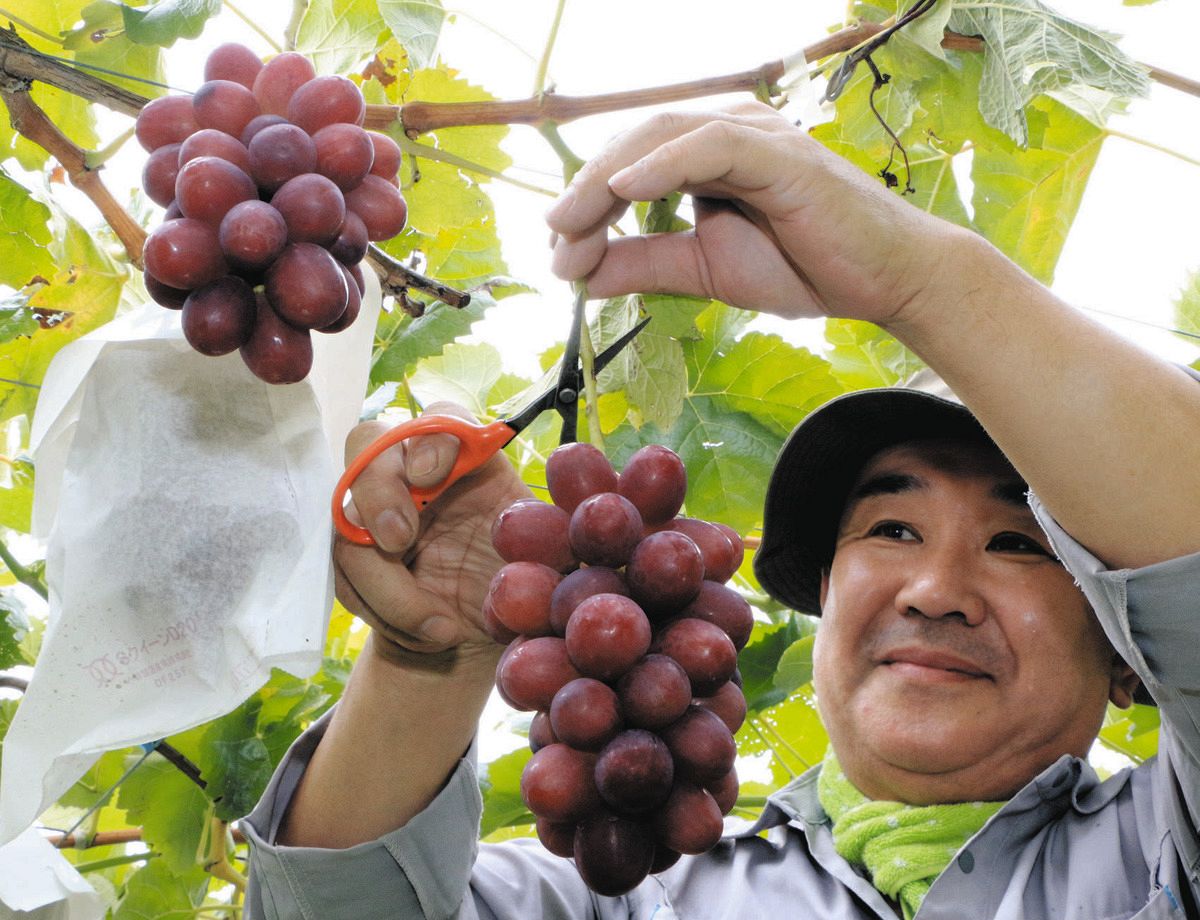 甘く爽やか長野オリジナル クイーンルージュ（長野県須坂市） 〈食卓
