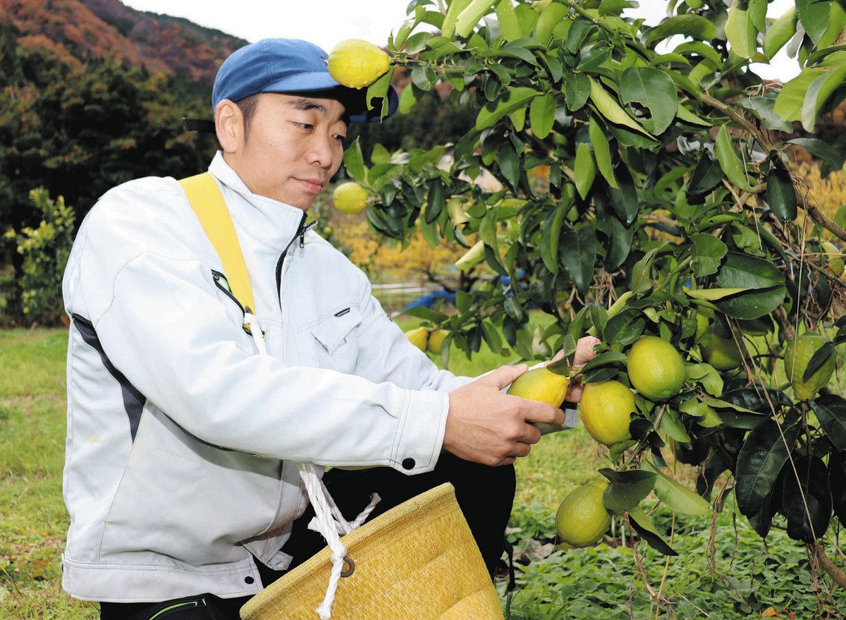 レモン園で栽培したレモンを収穫する小林さん=若狭町田井で