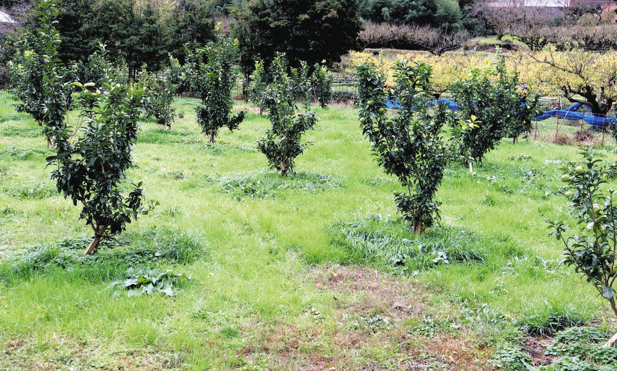 40本の木が育ったレモン園。奥には梅園が広がる=若狭町田井で