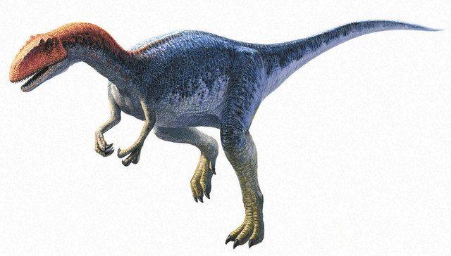 発見された足跡化石の大型肉食恐竜の仲間とされるアロサウルスのイメージ画＝福井県立恐竜博物館提供