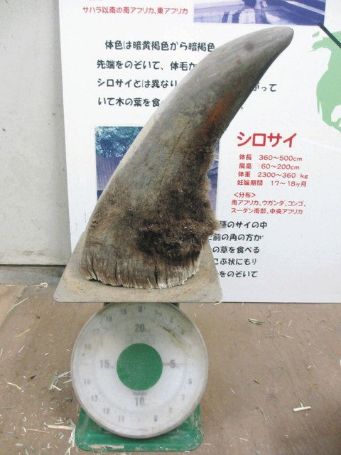 サイの角 盗難 日本平動物園で展示の標本 中日新聞しずおかweb