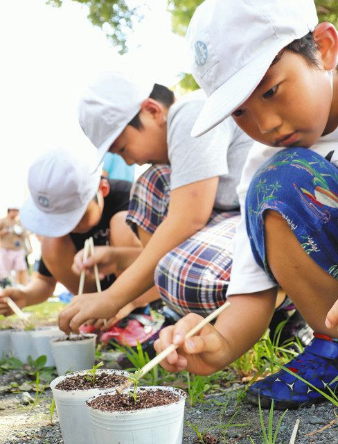 夏休み中 セロリ育てる 浜松 豊西小児童が苗植え 中日新聞しずおかweb