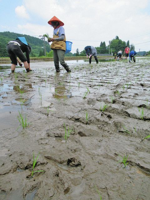 待ちこがれていた田植え。慣れぬ手つきだが丁寧に苗を植え、土にも優しく育てていく＝南砺市綱掛で 