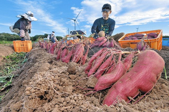 あわらで特産のサツマイモ「とみつ金時」収穫始まる：中日新聞Web