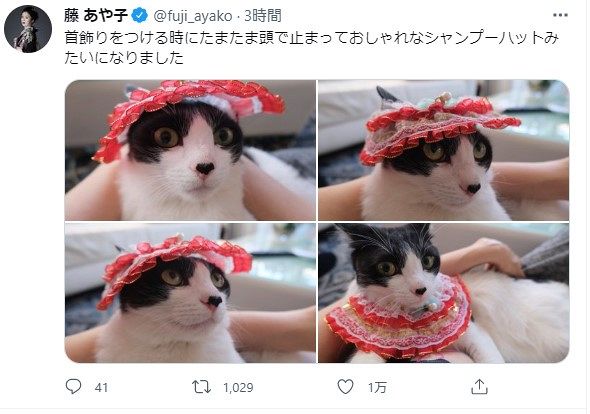 写真】首飾りのつもりが…藤あや子の飼い猫”奇跡の一枚”：中日スポーツ