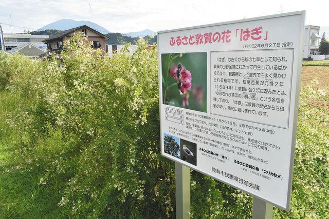 ハギ はふるさと敦賀の花 市内２カ所に紹介看板 中日新聞web