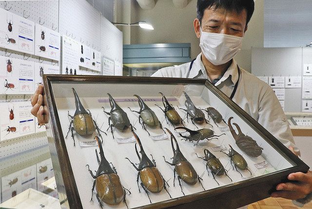 県内初公開 ヘラクレス 目玉 きょう企画展開幕 福井市自然史博物館 カブト クワガタ 標本５００超 日刊県民福井web
