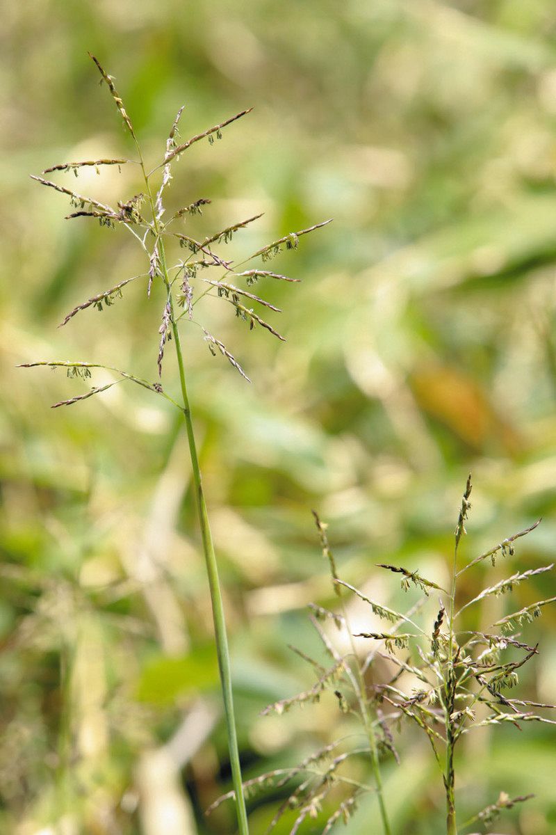 数十年に一度!?クマザサの花咲く 奥飛騨温泉郷のホテル「話の種に」:中日新聞Web