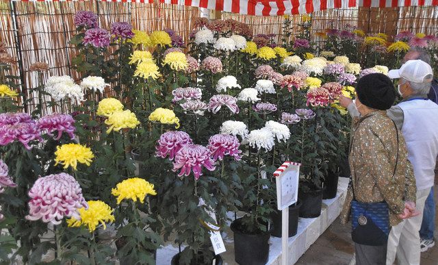 色鮮やか３００鉢 浜松 フラワーパークで菊花大会 中日新聞しずおかweb