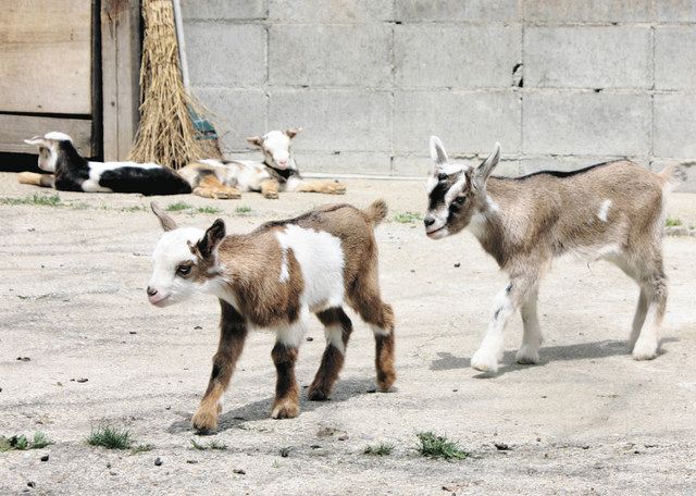 子ヤギ 19匹メー 「げんじぃ牧場」ベビーラッシュ：北陸中日新聞Web