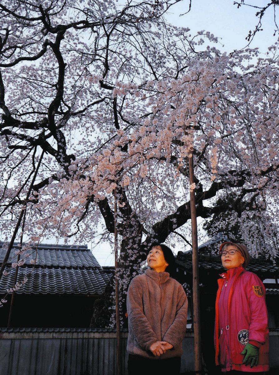 見頃を迎えたしだれ桜＝瑞浪市土岐町の桜堂薬師で
