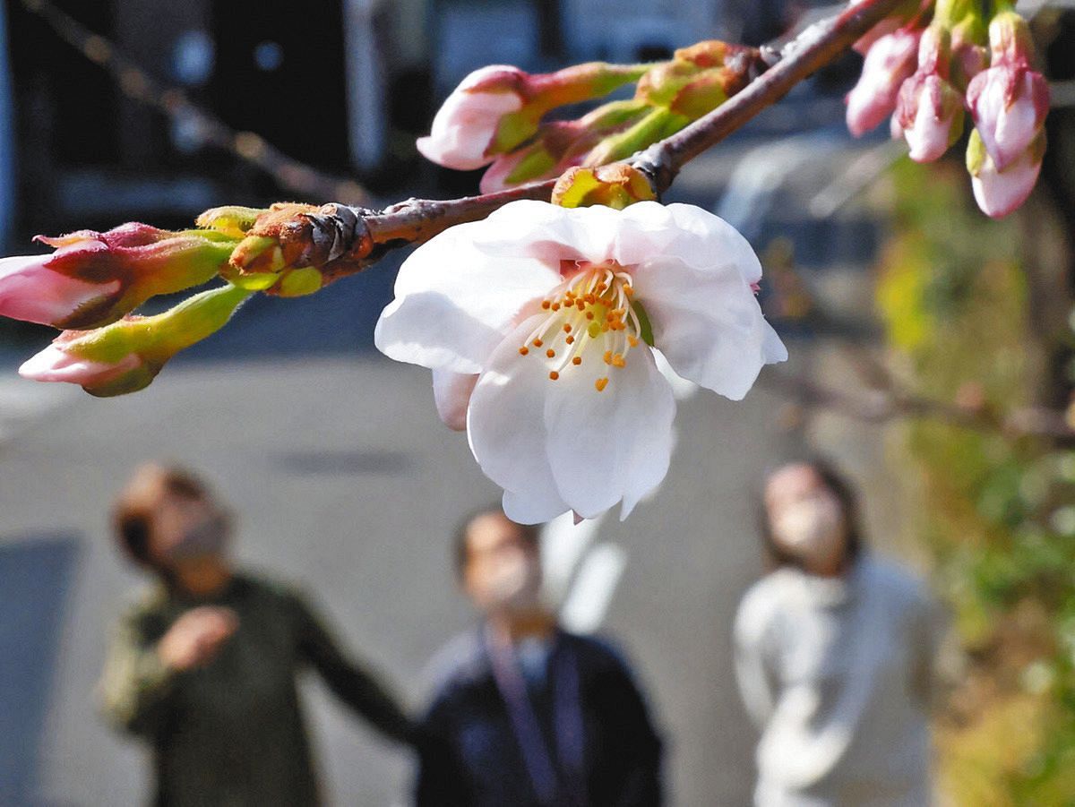 加納花 岐阜市で桜開花 中部７県のトップを切って：中日新聞Web