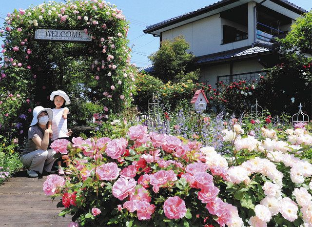 バラの香りに包まれて 福井の福祉施設で見頃 中日新聞web バラの香りに包まれて 福井の福祉施設で見頃 中日新聞web