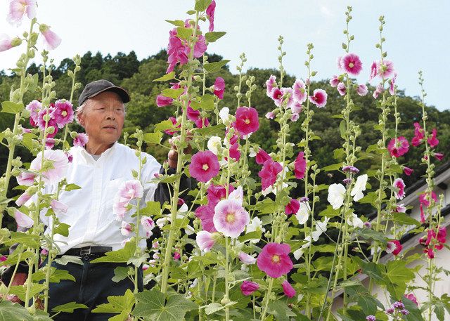 タチアオイ 色彩豊か 門前・高根尾地区 3000株が見ごろ：北陸中日新聞Web