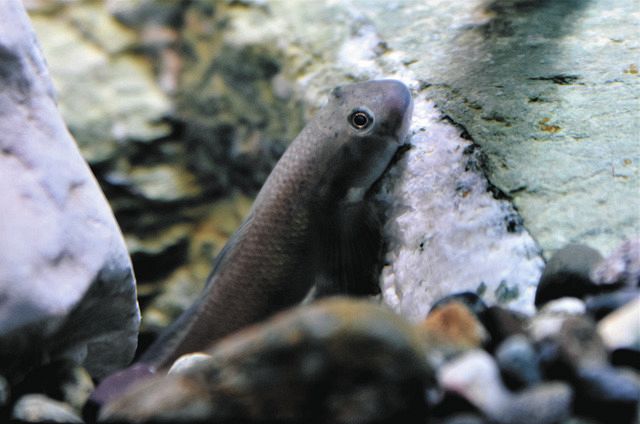 岩陰から愛らしい顔 「ウサギ頭」ルリボウズハゼ、名港水族館で展示