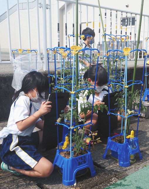 タブレット端末で鉢植え野菜の成長を撮影する児童=朝日町さみさと小で