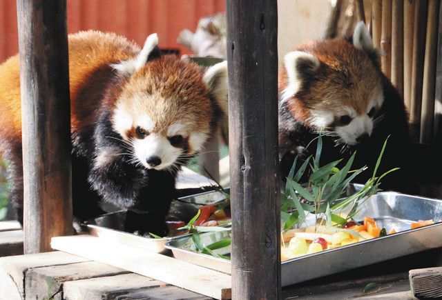 兄弟レッサーパンダ 元気でね ファミリーパーク 令と和が引っ越し 北陸中日新聞web 兄弟レッサーパンダ 元気でね ファミリーパーク 令と和が引っ越し 北陸中日新聞web