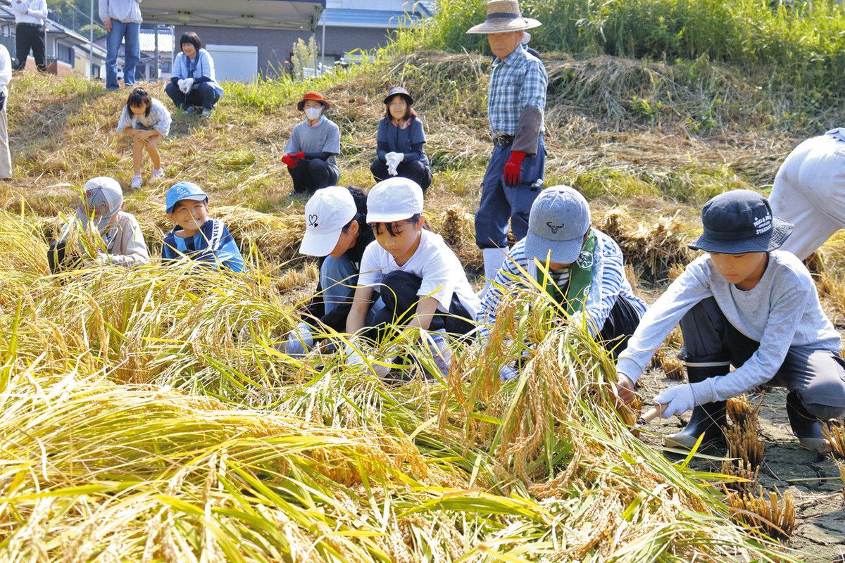 鎌で稲刈り「楽しい!」 紀宝・神内小児童の体験に近隣農家ら協力:中日新聞Web