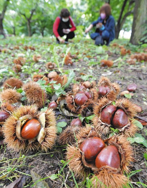 おいしい秋 みぃつけた 小布施で観光客らが栗拾い 中日新聞web