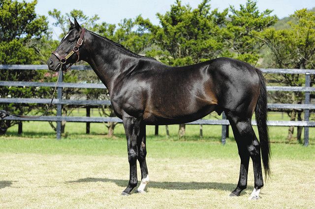 種牡馬戦国時代に無冠シルバーステートが異例の人気 下克上なるか ...