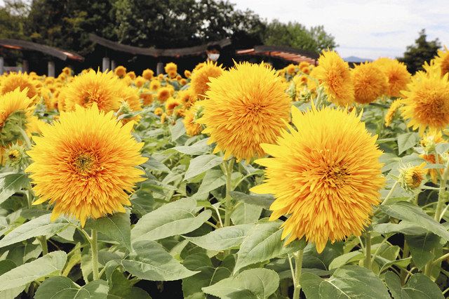 遅咲きヒマワリ満開 海津 木曽三川公園 中日新聞web