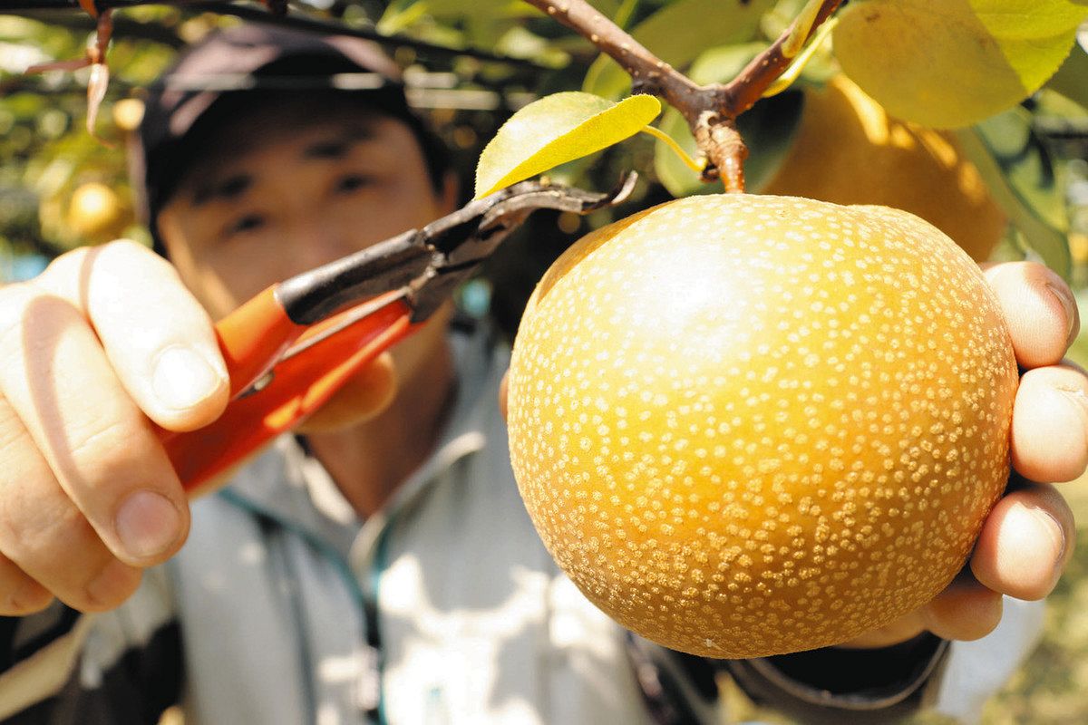 ⚠️ゆん⚠️茨城県産　梨/甘ひびき　秀品/3キロ 数量限定！ 限定15箱】 安城梨 甘ひびき 3kg 希少品種 2025年発送【さとふる