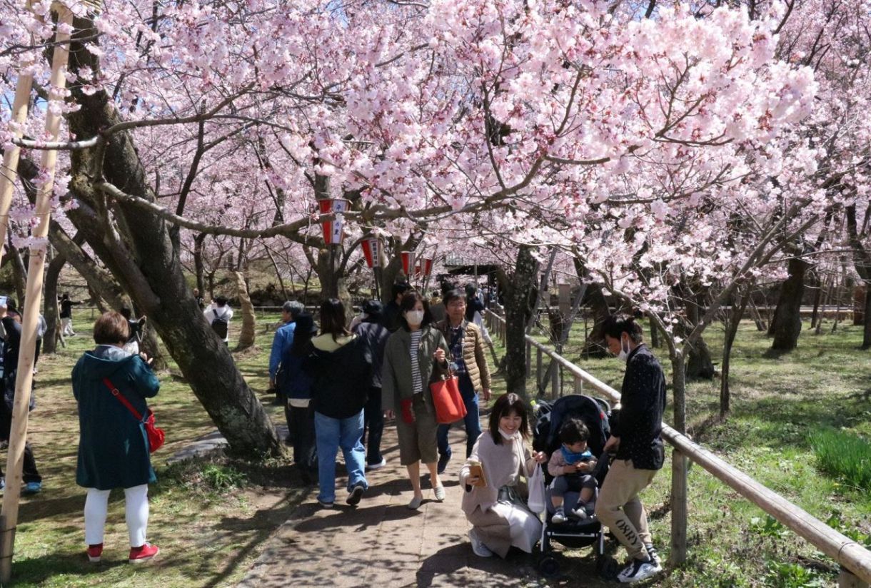 高遠城址公園、市外客の入園料値上げ 「さくら祭り」期間中の土日1000